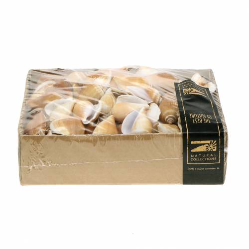 Floristik24 Schneckenhäuser Strombus canarium Natur 1050g