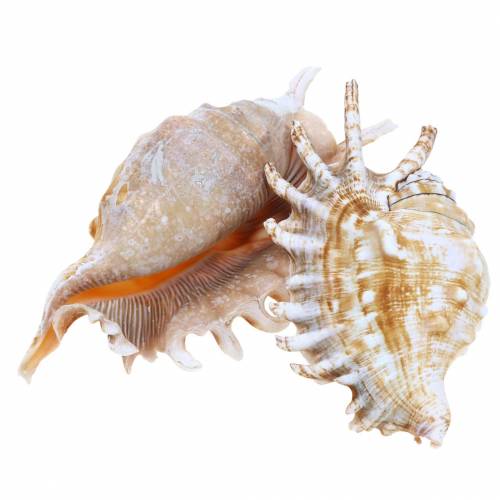 Floristik24 Meeresschnecke Tausendfüßlerschnecke Natur 11-15cm 10 St