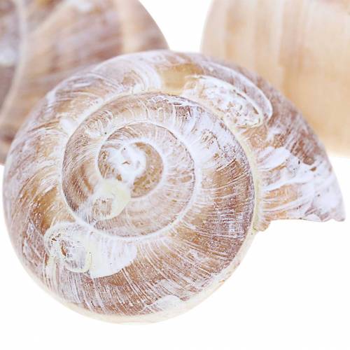 Floristik24 Schneckenhaus Weiß gewaschen Klein 250g