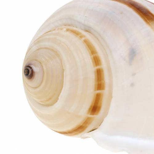Floristik24 Meeresschnecke Fassschnecke Natur 10-12cm 4 St