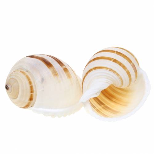 Floristik24 Meeresschnecke Fassschnecke Natur 10-12cm 4 St