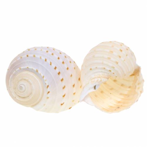 Floristik24 Deko-Muschel Schnecke Tonna tessellata Natur 10-13cm 4 St