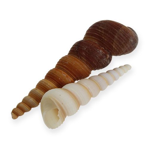 Floristik24 Turmschnecke Turritella terebra 1kg