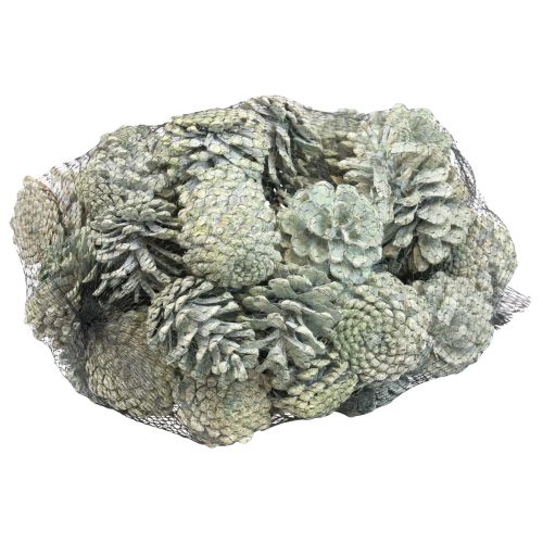 Artikel Schwarzkiefer Zapfen Grün Gefrostet Naturdeko 5–7cm 1kg