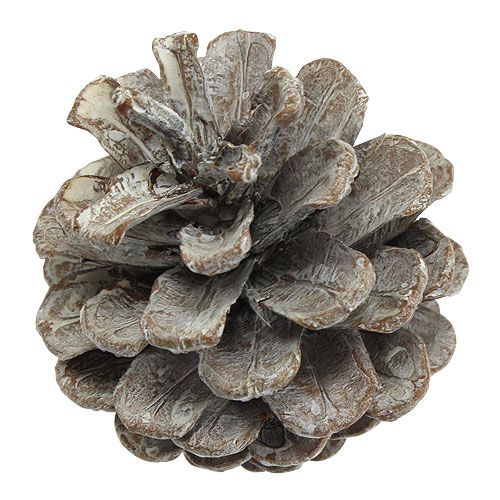Artikel Schwarzkiefernzapfen 5-9cm weiß gewaschen 1kg