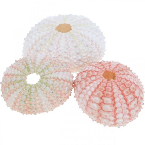 Floristik24 Seeigel Deko maritim Rosa, Weiß, Grün Sommerdeko 12 St