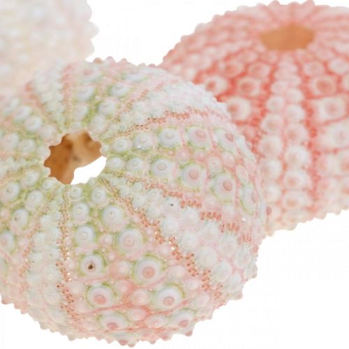 Floristik24 Seeigel Deko maritim Rosa, Weiß, Grün Sommerdeko 12 St