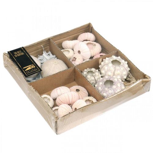Floristik24 Maritime Deko Seeigel Mix Rosa, Weiß, Grün Box à 20St