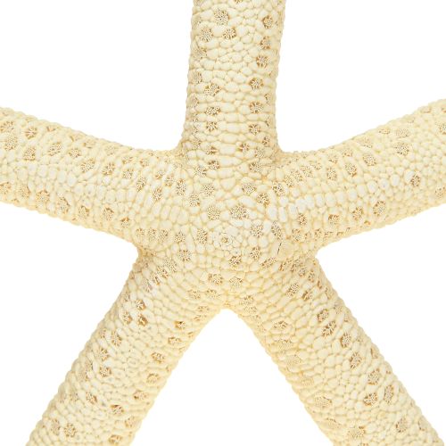Artikel Seestern Deko Natur Getrocknete echte Seesterne 15-17cm 10St