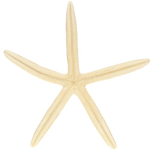Artikel Seestern Deko Natur Getrocknete echte Seesterne 15-17cm 10St
