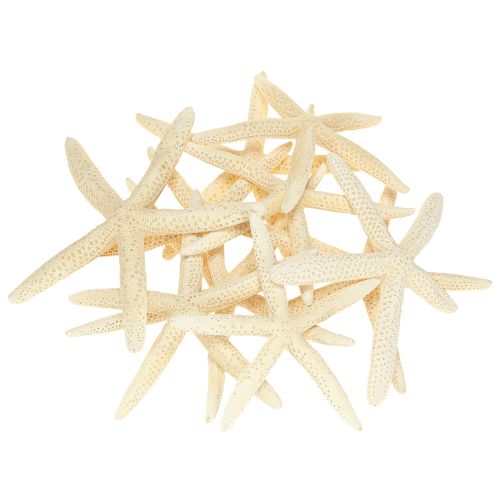 Artikel Seestern Deko Natur Getrocknete echte Seesterne 15-17cm 10St