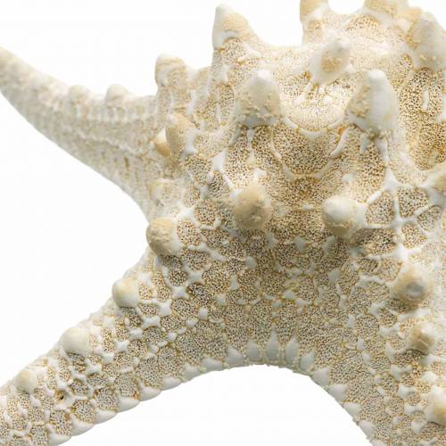 Floristik24 Seestern Natur 12-16cm 8 St