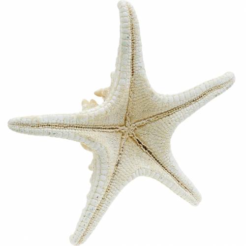 Floristik24 Seestern Natur 12-16cm 8 St