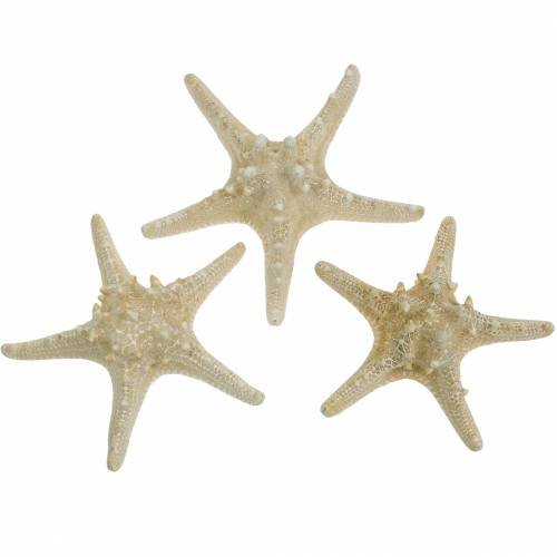 Floristik24 Seestern Natur 12-16cm 8 St