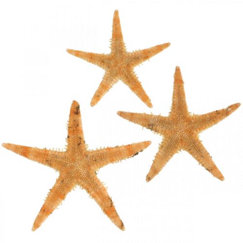 Floristik24 Seesterne Streudeko Home Deko, Natur, Starfish Mini 2-4cm 50St