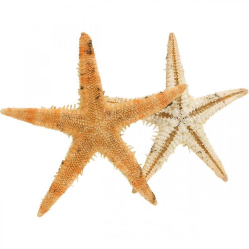 Artikel Seesterne Streudeko Home Deko, Natur, Starfish Mini 2-4cm 50St