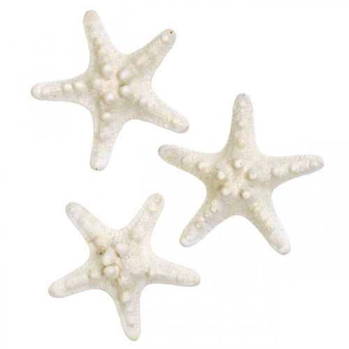 Artikel Seestern Deko Weiß, Getrocknete Seesterne zum Basteln 7-11cm 15St