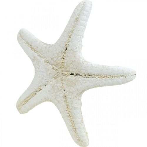 Artikel Seestern Deko Weiß, Getrocknete Seesterne zum Basteln 7-11cm 15St