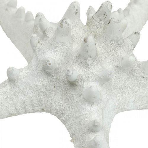 Artikel Seesterne Deko groß getrocknet Weiß Noppenseestern 15-18cm 10St