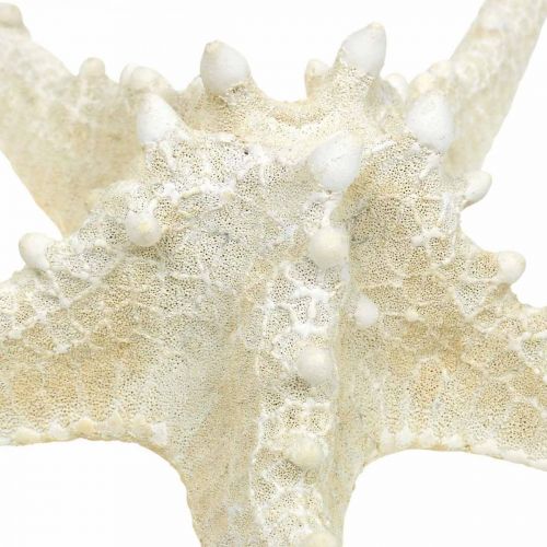 Artikel Deko Seesterne groß getrocknet Weiß Noppenseestern 19-26cm 5 St