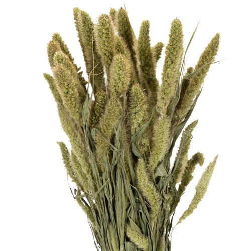 Borstenhirse Setaria Trockenblumen für rustikale und stilvolle Wohnaccessoires 75cm 220g