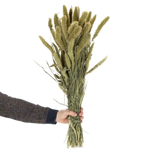 Artikel Borstenhirse Setaria Trockenblumen für rustikale und stilvolle Wohnaccessoires 75cm 220g