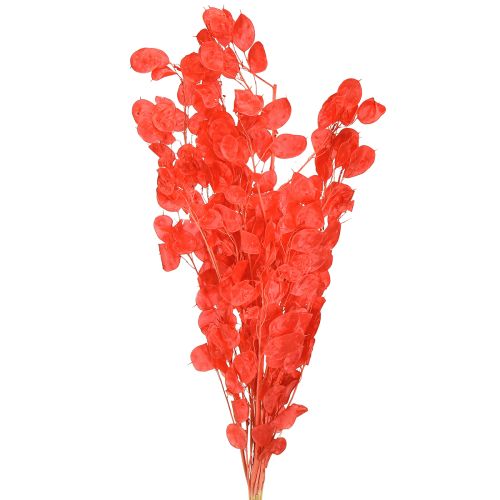 Floristik24 Silberblatt getrocknet Mondviole Lunaria Rot 65-70cm 20g