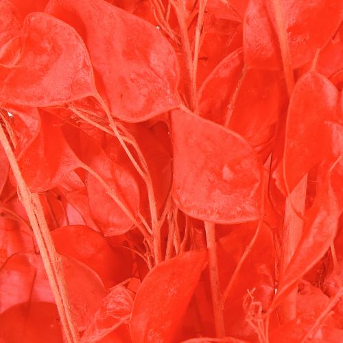 Artikel Silberblatt getrocknet Mondviole Lunaria Rot 65-70cm 20g