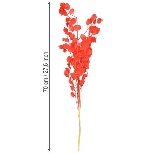 Artikel Silberblatt getrocknet Mondviole Lunaria Rot 65-70cm 20g