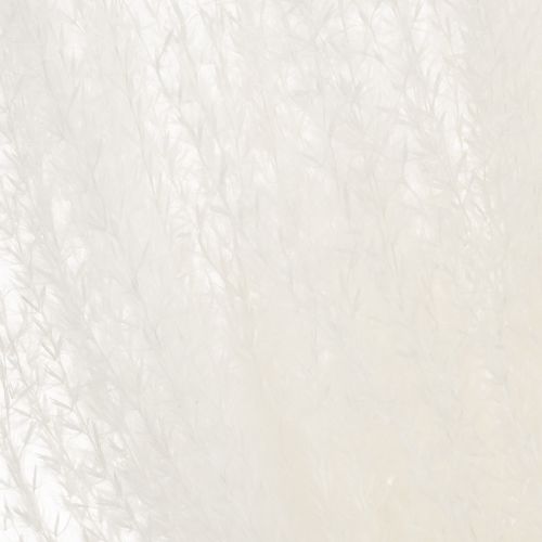 Artikel Trockenblumen Silbergras Elegante natürliche Dekoration für Zuhause und Büro 70cm 10St