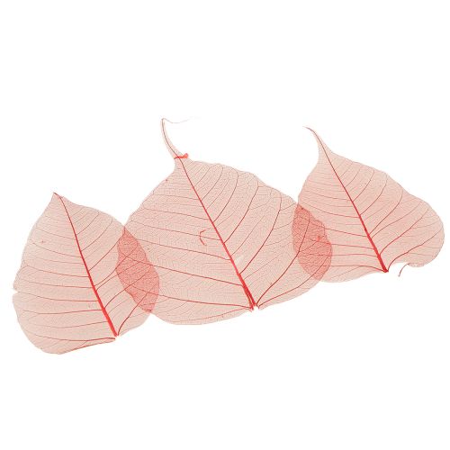 Artikel Skelettblätter Bodhi Blätter skelettiert Rot 5-15cm 200 St
