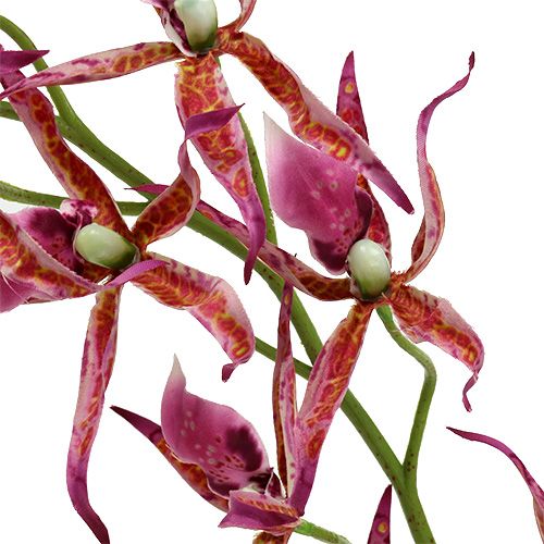 Floristik24 Spinnenorchideen Pink-Orange 108cm 3St
