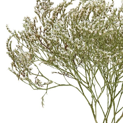 Artikel Strandflieder Statice Tatarica Trockenblumen Natur 2kg
