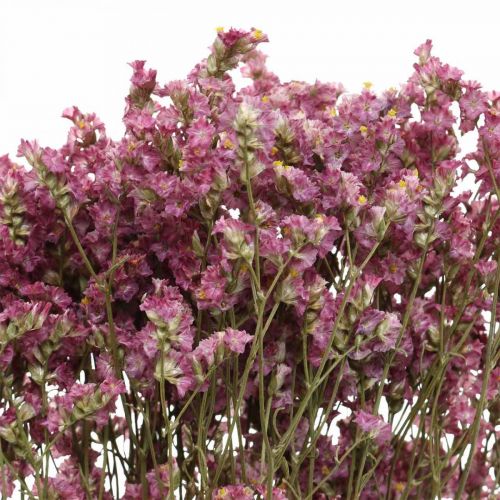 Floristik24 Statice, Strandflieder, Trockenblume, Wildblumen-Bund Pink L52cm 23g