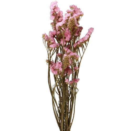 Floristik24 Strandflieder Rosa Limonium Trockenblumen 60cm 50g