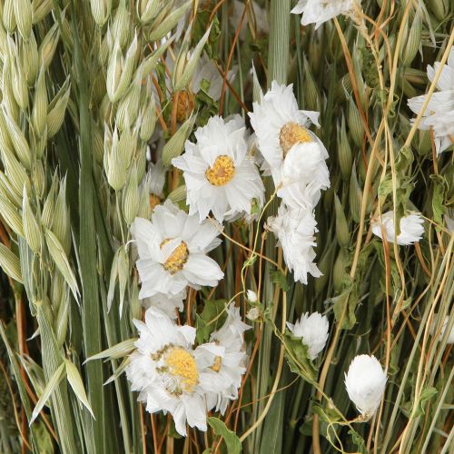 Floristik24 Strauß Trockenblumen Weiß Strohblumen Hafer Lagurus 55cm