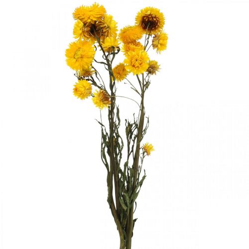 Floristik24 Trockenblume Gelb Strohblume Helichrysum Trockendeko Bund 50cm 45g