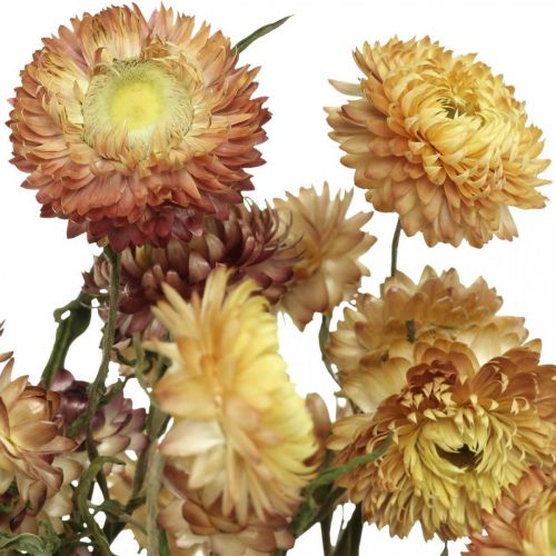 Artikel Strohblume Gelb, Rot getrocknet Helichrysum Trockenblume 50cm 60g