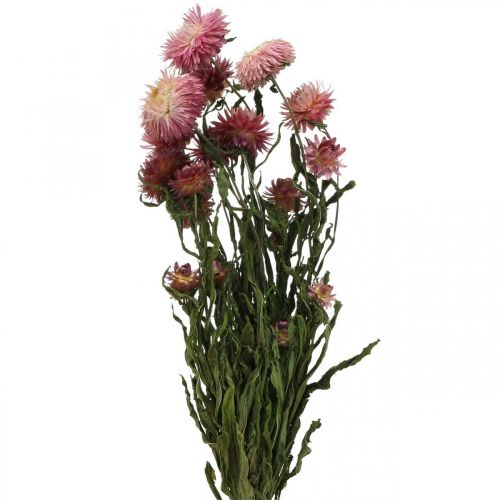 Floristik24 Strohblume Pink getrocknet Helichrysum Trockenblumen Bund 45cm 45g