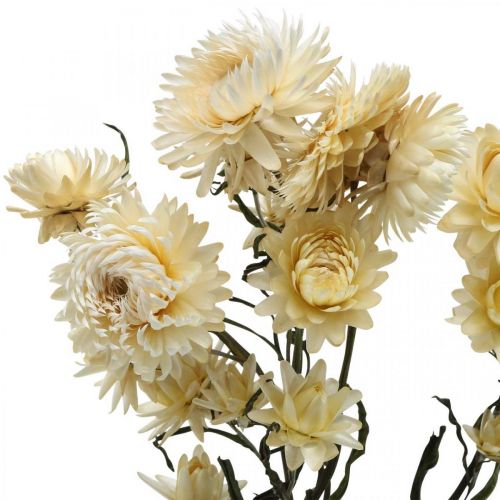 Artikel Trockendeko Strohblume Creme Helichrysum getrocknet 50cm 30g