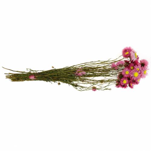 Floristik24 Strohblume im Bund Pink Trockenblumen 25g