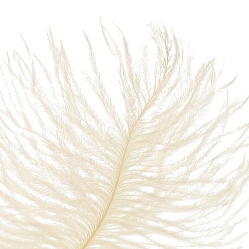 Artikel Exquisite Cremeweiße Deko-Feder Straußenfeder weiß 20-25cm 12St.