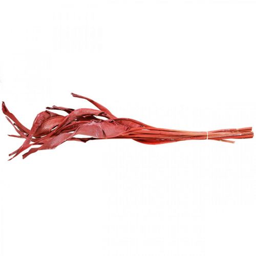 Floristik24 Strelitzienblätter Rot gefrostet Trockenfloristik 45-80cm 10 St