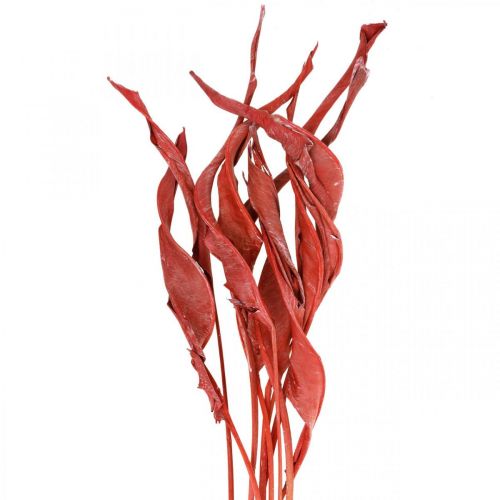 Floristik24 Strelitzienblätter Rot gefrostet Trockenfloristik 45-80cm 10 St