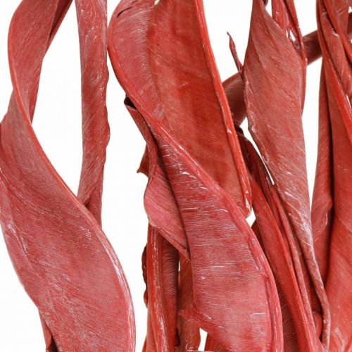 Floristik24 Strelitzienblätter Rot gefrostet Trockenfloristik 45-80cm 10 St