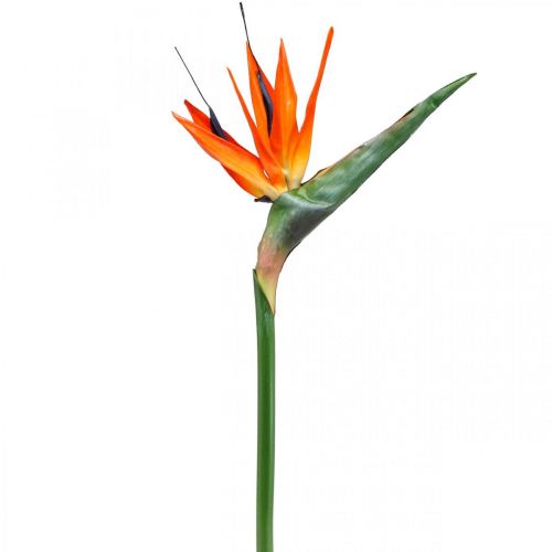 Floristik24 Strelizie reginae Kunstblume Orange Paradiesvogelblume L85cm