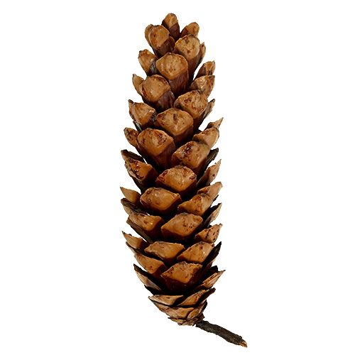 Artikel Strobus Zapfen 20 - 25cm lackiert 50St