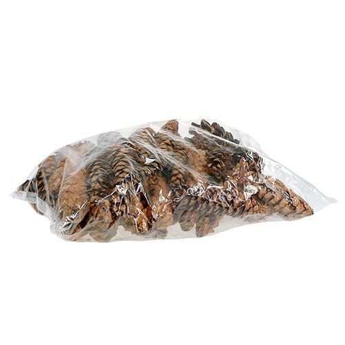 Artikel Strobus Zapfen 20 - 25cm lackiert 50St