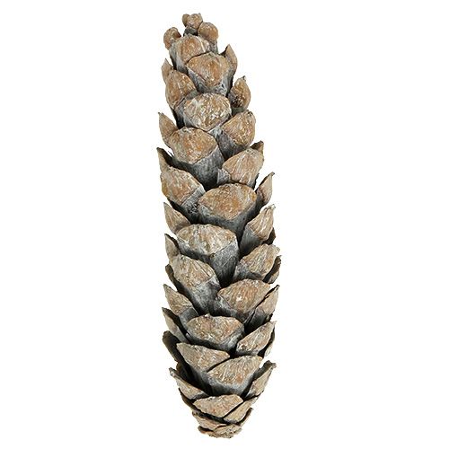 Artikel Strobus Zapfen 15cm - 20cm weißgewaschen 50 St