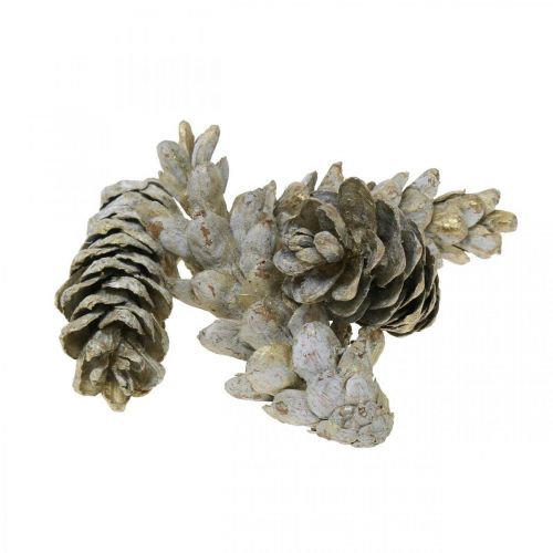 Floristik24 Strobus Zapfen, Weihnachten, Adventsdeko, Weymouthzapfen Natur, Golden L9–14cm 20 St